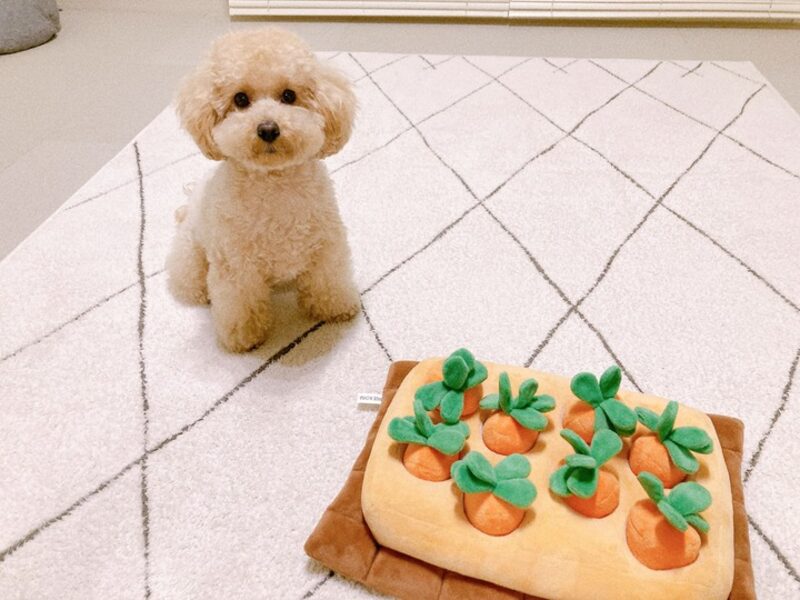 おもちゃで遊ぶコロン