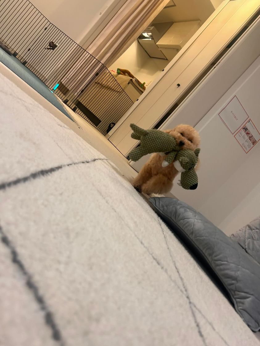 ボール持ってきて