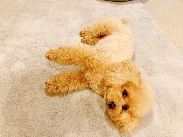 ごろたん