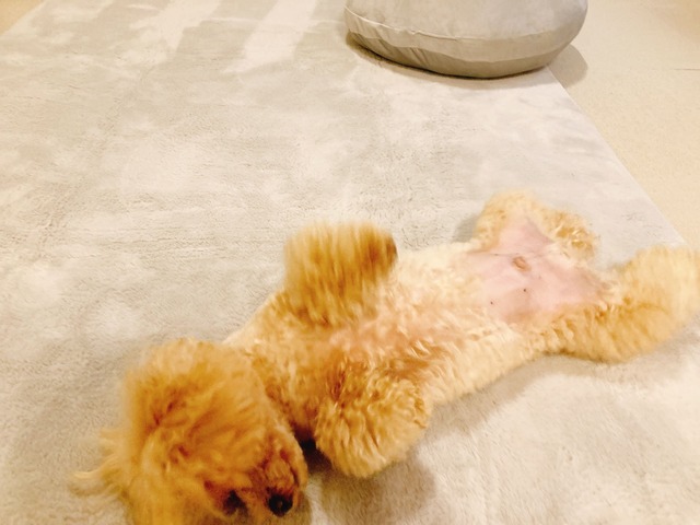 くるりと回って